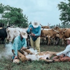 What You Should Know About Cattle Brands